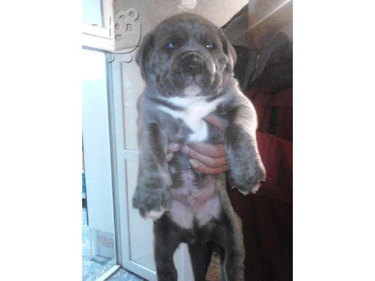 CANE CORSO GRI